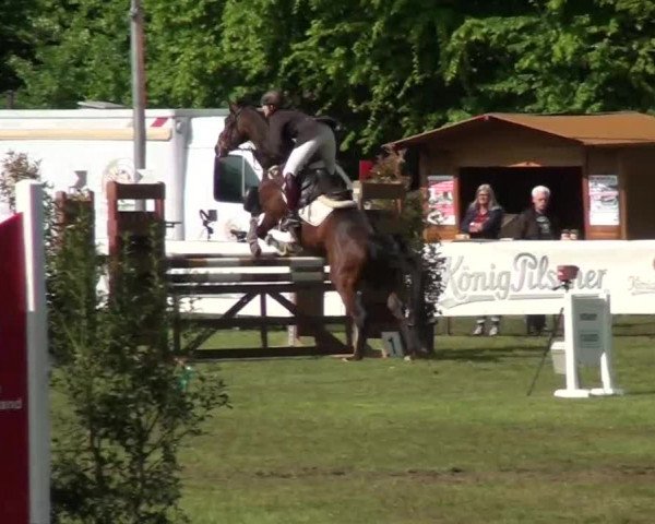 Pfingst-Dressur- und Springturnier 2013 des ZRFV Borken