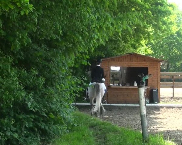 Pfingst-Dressur- und Springturnier 2013 des ZRFV Borken