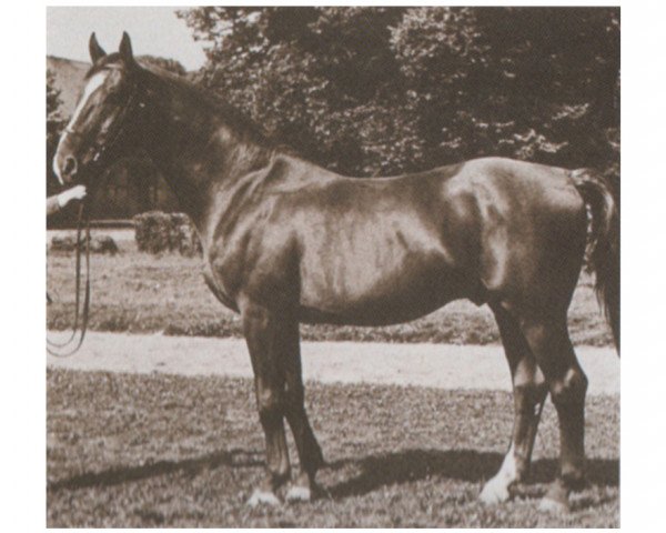 stallion Abendstern (Hanoverian, 1942, from Abendsport 3109)