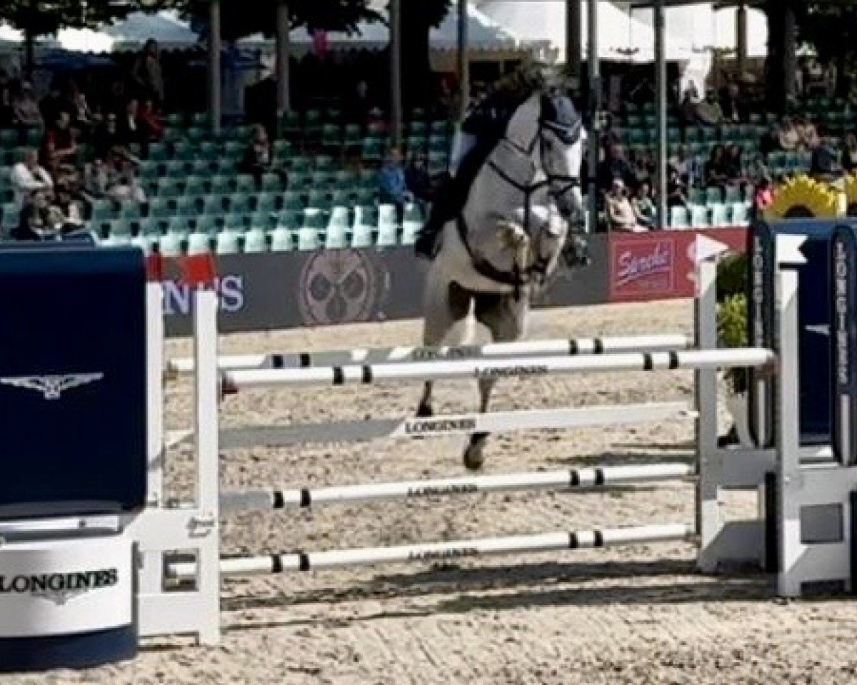 jumper Conrad Js (Westphalian, 2016, from Comme il Faut)