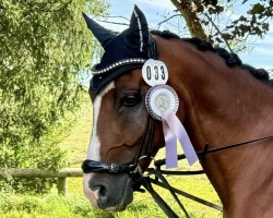 jumper Cajou 15 (German Riding Pony, 2011, from Creston Dundee)