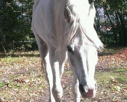 stallion Sheikh Moheb EAO (Arabian thoroughbred, 2000, from Sheikh El Araby EAO)