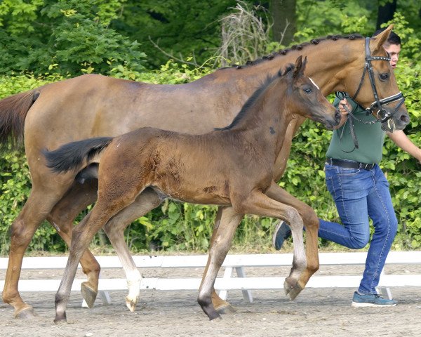 Zuchtstute Scally (Rheinländer, 2008, von Stoiber SN)