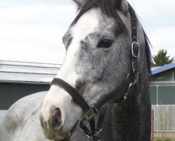 broodmare Cecilia (German Sport Horse, 2012, from Ce Matin)