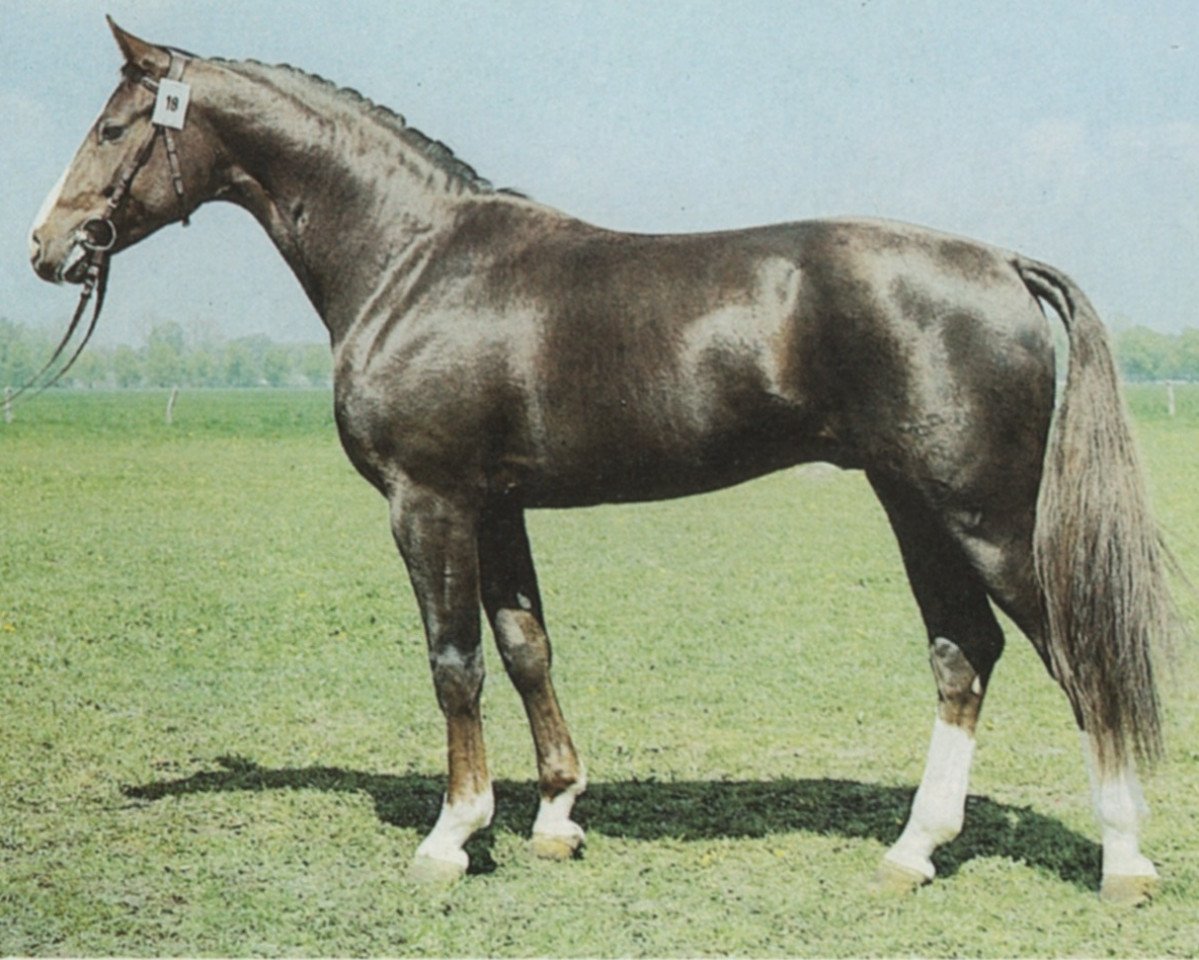 Deckhengst Juon II (Mecklenburger, 1984, von Jura)