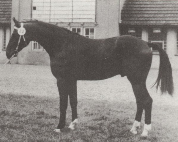 stallion Jura (Mecklenburg, 1975, from Jupiter I)