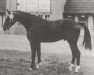 horse Jura (Mecklenburg, 1975, from Jupiter I)