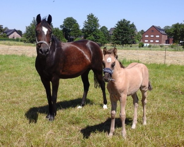 Zuchtstute Hanuta (Deutsches Reitpony, 2009, von Halifax)