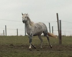 Pferd Baroness (Araber, 2006, von Cerasus Karat)