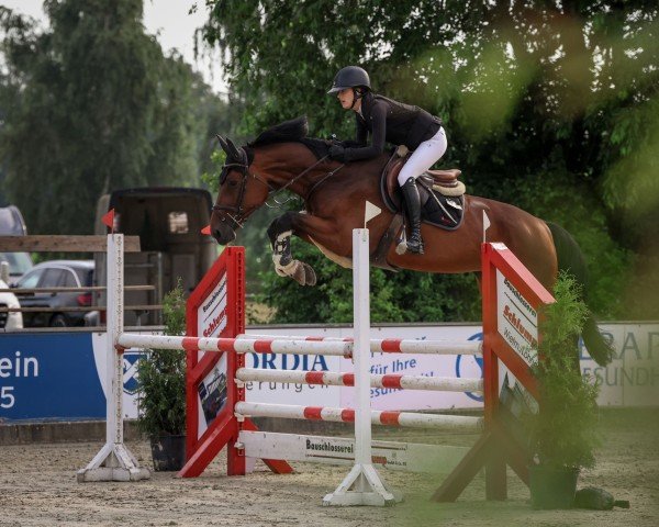 jumper Talana Blue PS (Oldenburg show jumper, 2018, from Talan)