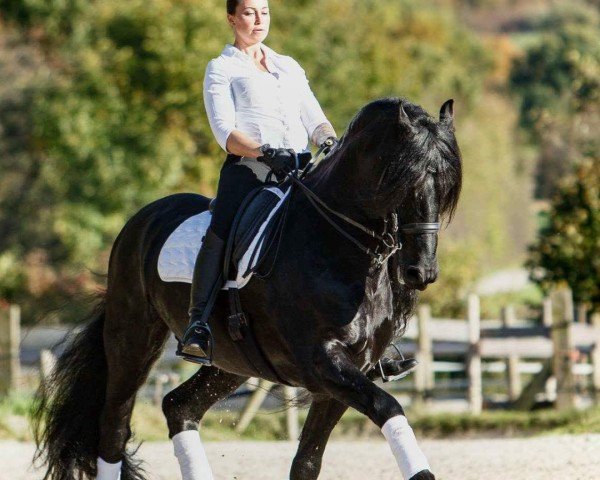 dressage horse Aik 10 (Friese, 2008, from Eibert 419)