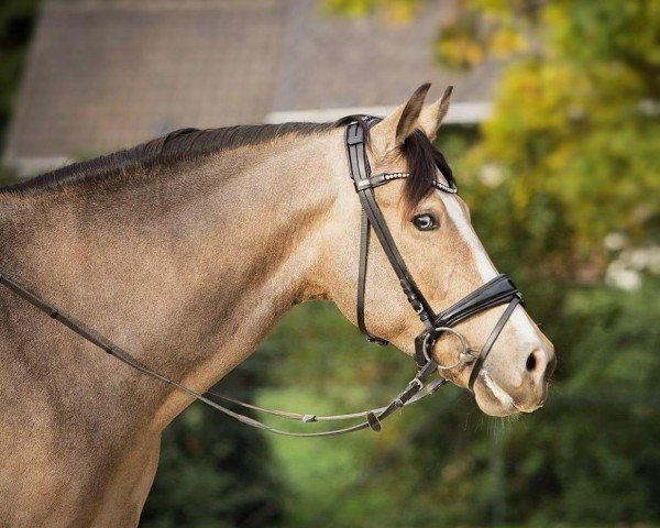 dressage horse Magic Dream N (German Riding Pony, 2014, from FS Mr. Right)