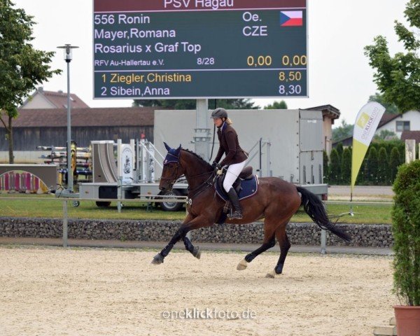 dressage horse Ronin 16 (Austrian Warmblood, 2015, from Rosarius)