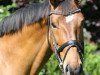 dressage horse Brioni 11 (Westphalian, 2005, from Belissimo NRW)