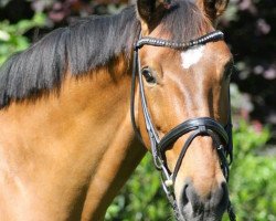 dressage horse Brioni 11 (Westphalian, 2005, from Belissimo NRW)