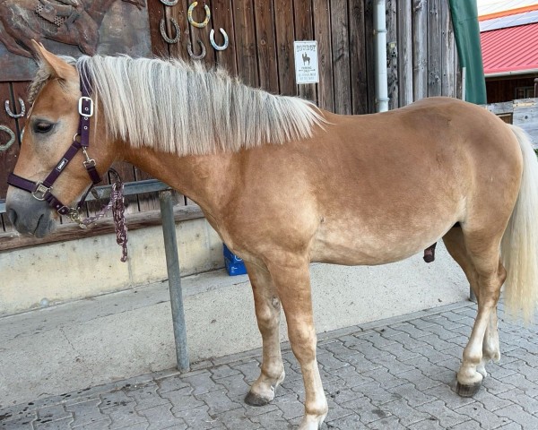 horse Walhalla 4 (Haflinger, 2023, from liz. 280/T Wolfgang)