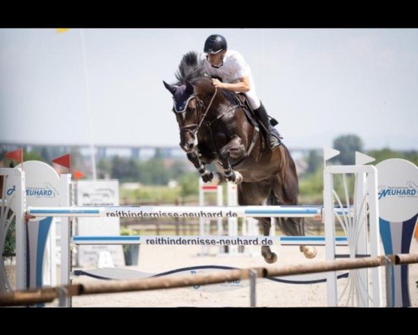 jumper Cahla (Holsteiner, 2013, from Catoo)