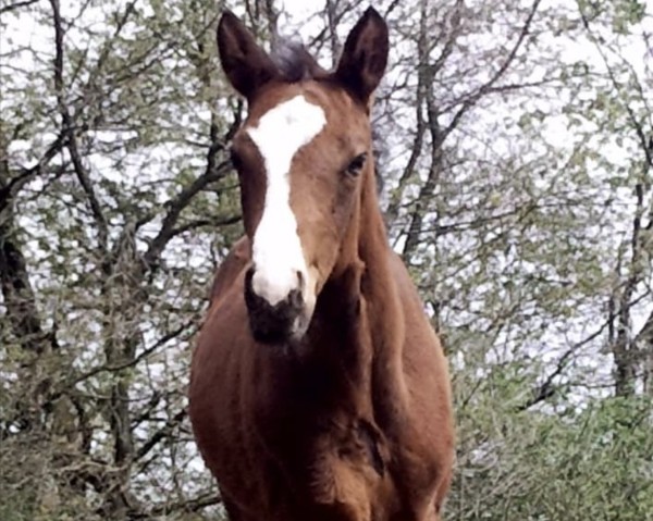 jumper Look at me 79 (Oldenburg show jumper, 2012, from Last Mans Hope)