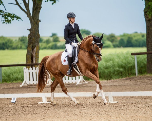 dressage horse Soleil de La Fleur (German Sport Horse, 2019, from San Francisco OLD)