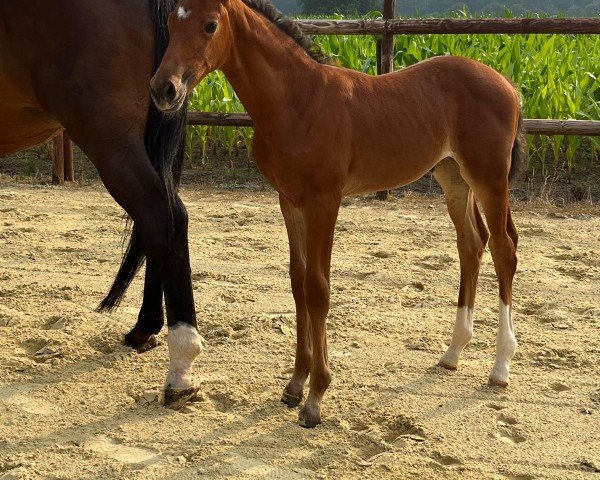 foal by Campari H (Westphalian, 2024, from Coeur Rouge)