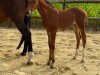 foal by Campari H (Westphalian, 2024, from Coeur Rouge)