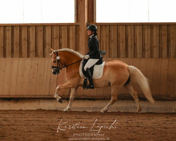 dressage horse Saphir Deluxe (Edelbluthaflinger, 2019, from Stakkato K (0,78% ox))