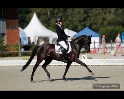 dressage horse Bünteeichen Cantera (German Riding Pony, 2012, from Quatman)