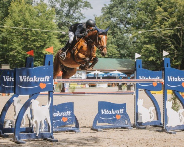 Springpferd Marnix van de Leeuwerk (Belgisches Warmblut, 2012, von Indoctro)