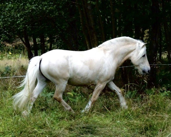 horse Rakni (Fjord Horse, 2012, from Rudsmo Remi)