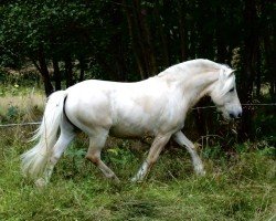 Pferd Rakni (Fjordpferd, 2012, von Rudsmo Remi)