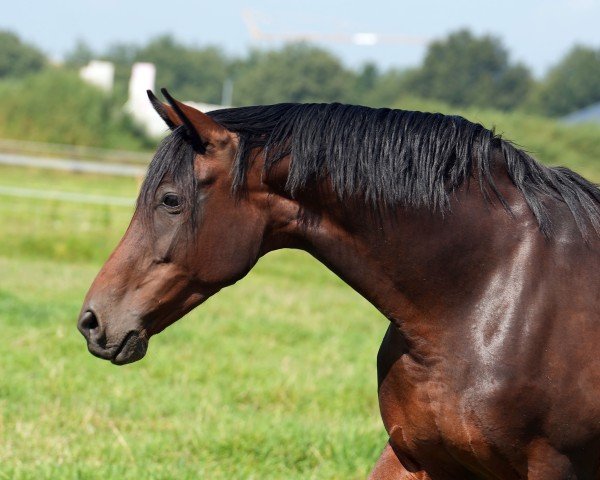 broodmare Zauberhaft (Oldenburg, 2010, from Don Diamond)