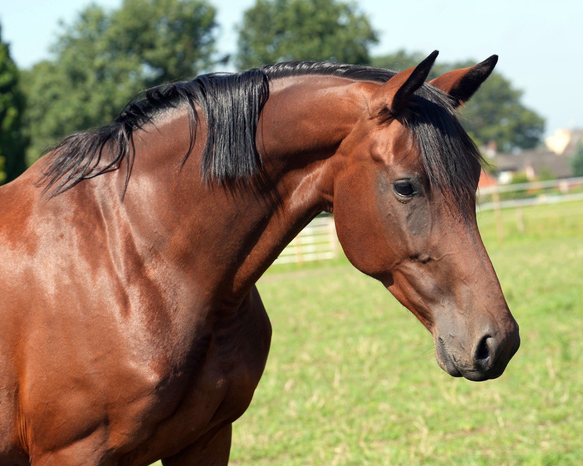 broodmare Zantedeschia (Oldenburg, 2018, from Bordeaux 28)