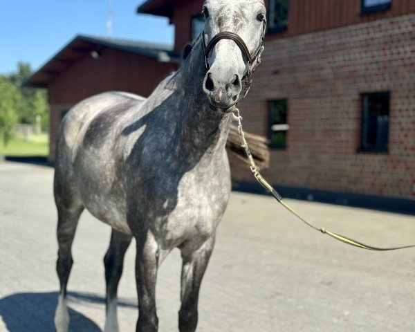 Springpferd Calgary 103 (Zangersheide Reitpferd, 2019)