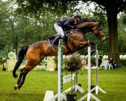 jumper Baron's Lufano (Swedish Warmblood, 2016, from Baron Exactly)