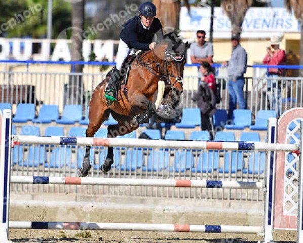 jumper Queen Blanchelande (Selle Français, 2004, from Flipper d'Elle)