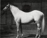 Pferd Sultan Mahomed xx (Englisches Vollblut, 1934, von Massine xx)