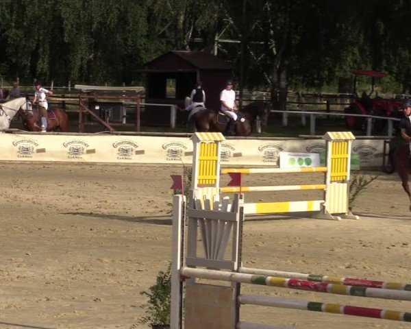 Reitturnier Vellinghausen 2024