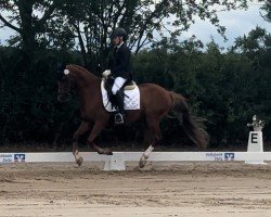 dressage horse Nonstop (German Riding Pony, 2013, from Fehkamps Nightley)