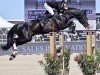 stallion Cox 16 (Oldenburg show jumper, 2009, from Cascari)