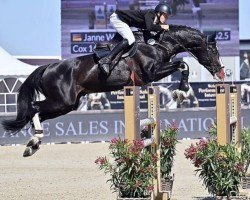 stallion Cox 16 (Oldenburg show jumper, 2009, from Cascari)