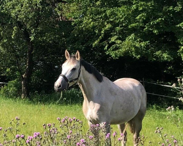 Springpferd Malou 74 (Deutsches Sportpferd, 2015, von Mylord Quidam Z)