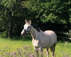 jumper Malou 74 (German Sport Horse, 2015, from Mylord Quidam Z)