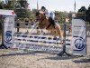 jumper Monti 219 (German Riding Pony, 2018)