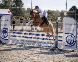 jumper Monti 219 (German Riding Pony, 2018)