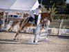 jumper Monti 219 (German Riding Pony, 2018)