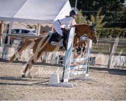 jumper Monti 219 (German Riding Pony, 2018)