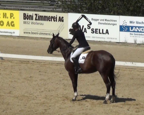 Reitturnier Wädenswil 2024