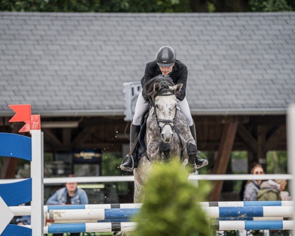 jumper Chic Chic Cherie (Oldenburg show jumper, 2018, from K.i Checkter)