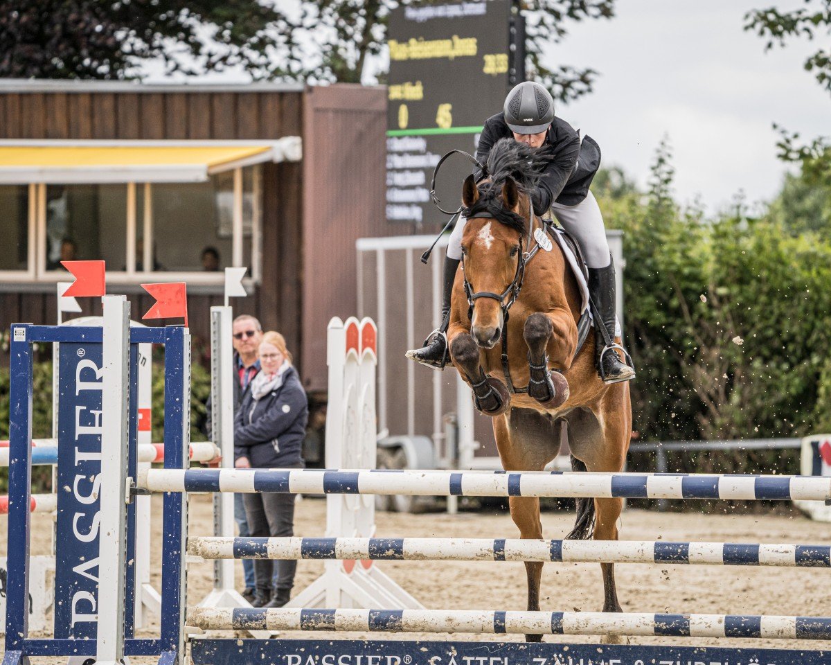 jumper Vinck (Hanoverian, 2014, from van Gogh)