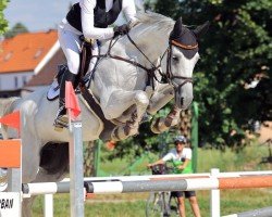 jumper Lady Berlin (Oldenburger, 2016, from Casino Berlin OLD)